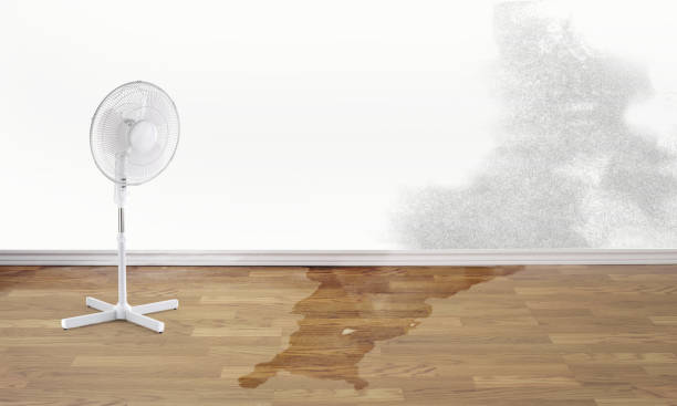  Dillsboro, IN Water damage restoration Pros