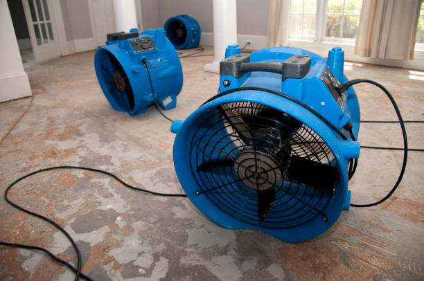 Best 24/7 water damage repair  in Dillsboro, IN